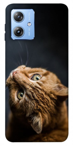 Чехол itsPrint Рыжий кот для Motorola Moto G84
