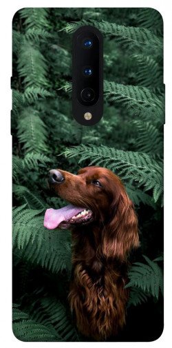 Чехол itsPrint Собака в зелени для OnePlus 8