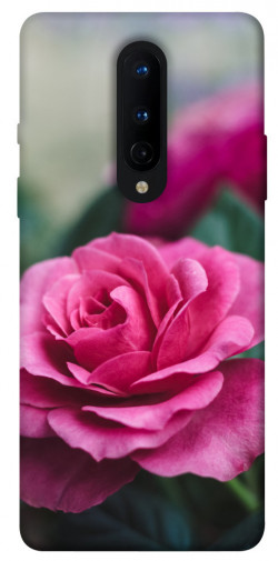 Чехол itsPrint Роза в саду для OnePlus 8