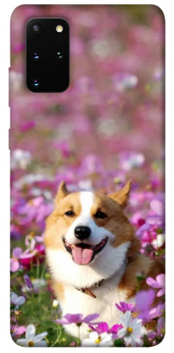 Чохол itsPrint Коргі в квітах для Samsung Galaxy S20+