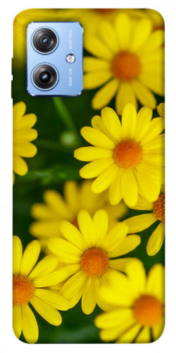 Чехол itsPrint Yellow chamomiles для Motorola Moto G84