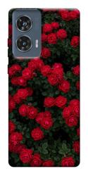 Чехол itsPrint Eternal roses для Motorola Edge 50 Fusion