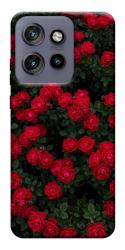 Чехол itsPrint Eternal roses для Motorola Edge 50 Neo
