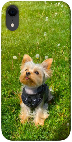 Чехол itsPrint Йорк в траве для Apple iPhone XR (6.1")