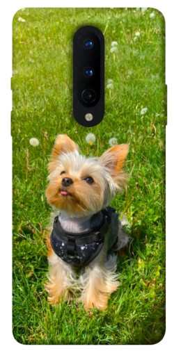 Чехол itsPrint Йорк в траве для OnePlus 8