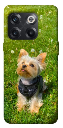 Чехол itsPrint Йорк в траве для OnePlus 10T