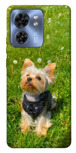 Чехол itsPrint Йорк в траве для Motorola Edge 40