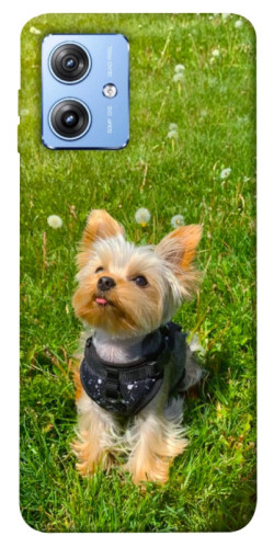 Чехол itsPrint Йорк в траве для Motorola Moto G84