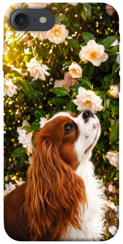 Чохол itsPrint Flower spaniel для Apple iPhone 7 / 8 (4.7"), песики, купити оптом з доставкою