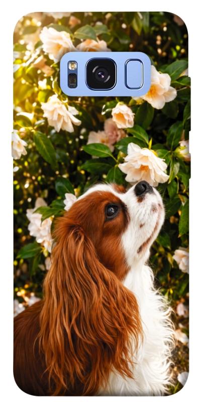 Чохол itsPrint Flower spaniel для Samsung G950 Galaxy S8, песики, купити оптом з доставкою