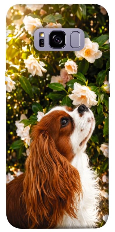 Чохол itsPrint Flower spaniel для Samsung G955 Galaxy S8 Plus, песики, купити оптом з доставкою