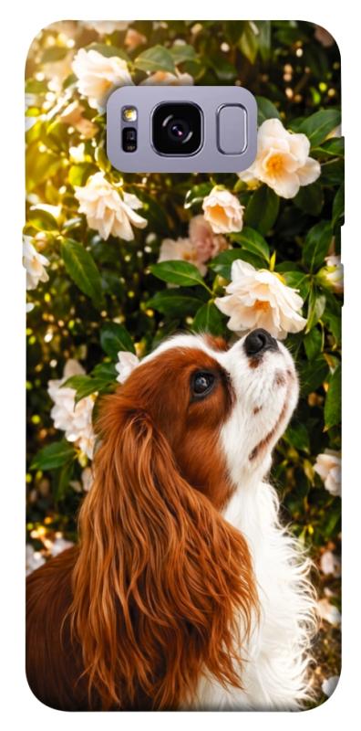 Чохол itsPrint Flower spaniel для Samsung G955 Galaxy S8 Plus, песики, купити оптом з доставкою