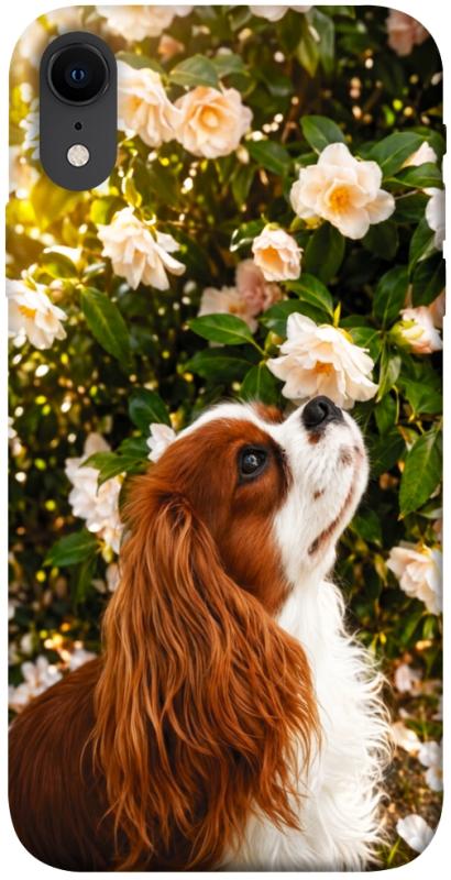 Чохол itsPrint Flower spaniel для Apple iPhone XR (6.1"), песики, купити оптом з доставкою