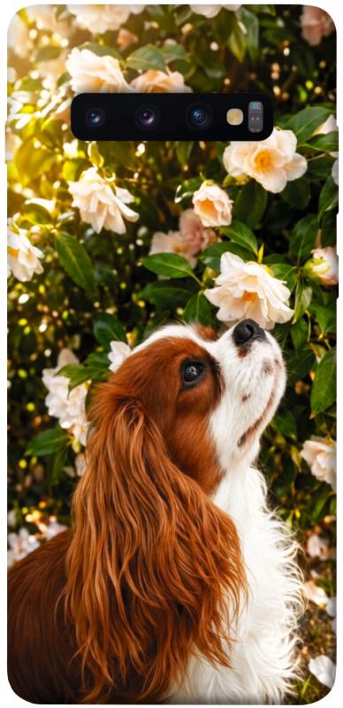 Чехол itsPrint Flower spaniel для Samsung Galaxy S10+, песики, купить оптом с доставкой