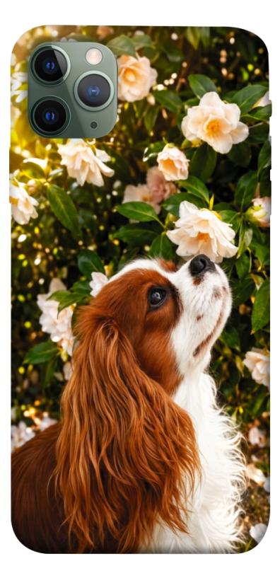Чохол itsPrint Flower spaniel для Apple iPhone 11 Pro Max (6.5"), песики, купити оптом з доставкою