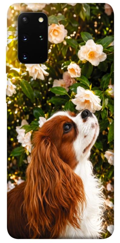 Чохол itsPrint Flower spaniel для Samsung Galaxy S20+, песики, купити оптом з доставкою
