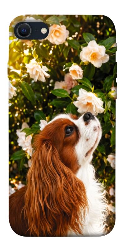 Чохол itsPrint Flower spaniel для Apple iPhone SE (2020), песики, купити оптом з доставкою