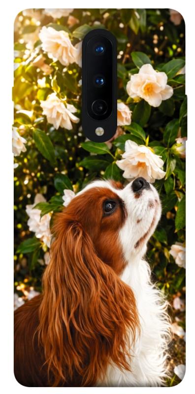 Чохол itsPrint Flower spaniel для OnePlus 8, песики, купити оптом з доставкою