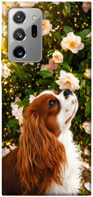 Чохол itsPrint Flower spaniel для Samsung Galaxy Note 20 Ultra, песики, купити оптом з доставкою