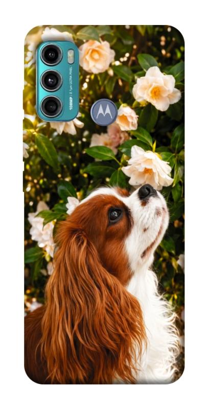 Чехол itsPrint Flower spaniel для Motorola Moto G60, песики, купить оптом с доставкой