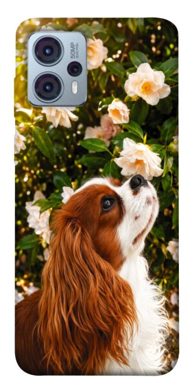 Чохол itsPrint Flower spaniel для Motorola Moto G23, песики, купити оптом з доставкою