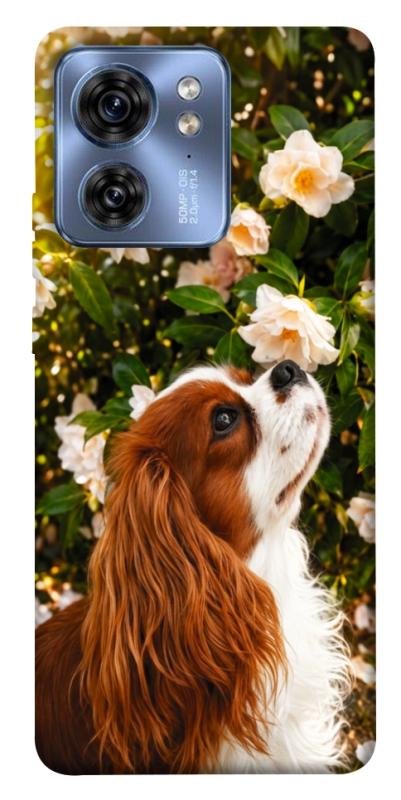 Чохол itsPrint Flower spaniel для Motorola Edge 40, песики, купити оптом з доставкою