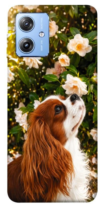 Чехол itsPrint Flower spaniel для Motorola Moto G84, песики, купить оптом с доставкой