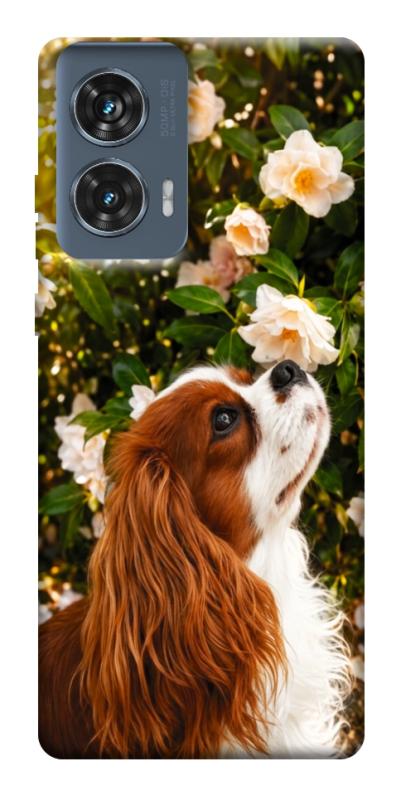 Чехол itsPrint Flower spaniel для Motorola Edge 50 Fusion, песики, купить оптом с доставкой