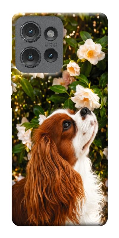 Чехол itsPrint Flower spaniel для Motorola Edge 50, песики, купить оптом с доставкой
