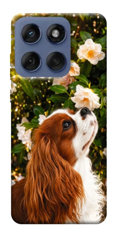 Чехол itsPrint Flower spaniel для Motorola Edge 60 Fusion, песики, купить оптом с доставкой