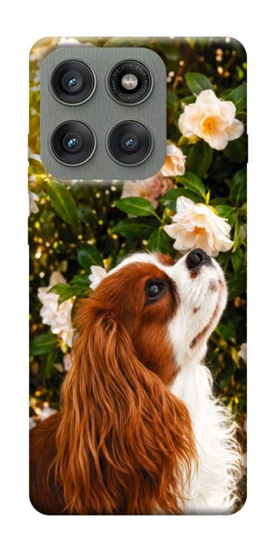 Чехол itsPrint Flower spaniel для Motorola Edge 60 Pro, песики, купить оптом с доставкой
