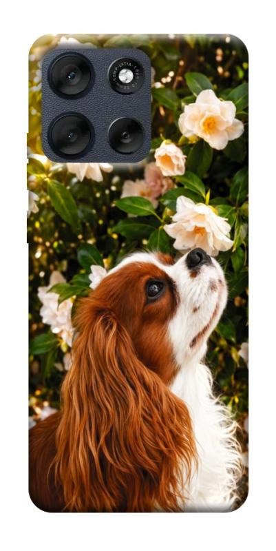 Чехол itsPrint Flower spaniel для Motorola Moto G56 5G, песики, купить оптом с доставкой