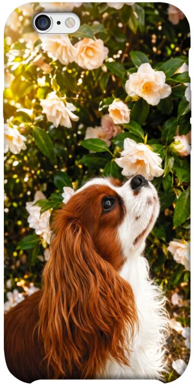 Чохол itsPrint Flower spaniel для Apple iPhone 6/6s plus (5.5"), песики, купити оптом з доставкою
