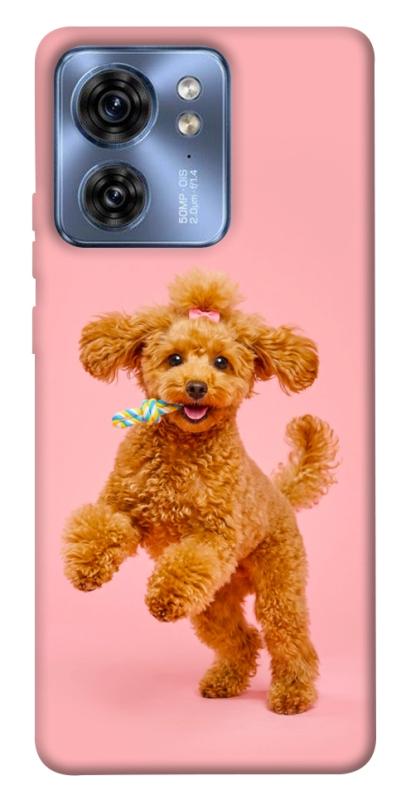 Чохол itsPrint Happy poodle для Motorola Edge 40, песики, купити оптом з доставкою