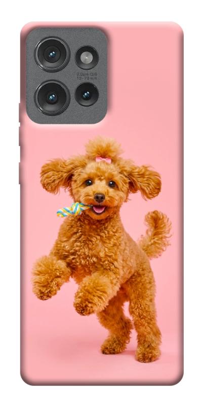 Чехол itsPrint Happy poodle для Motorola Edge 50, песики, купить оптом с доставкой