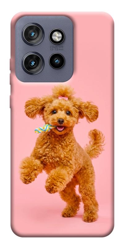 Чохол itsPrint Happy poodle для Motorola Edge 50 Neo, песики, купити оптом з доставкою