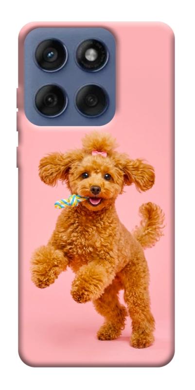 Чехол itsPrint Happy poodle для Motorola Edge 60 Fusion, песики, купить оптом с доставкой