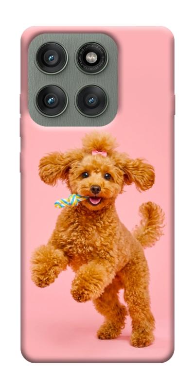 Чохол itsPrint Happy poodle для Motorola Edge 60 Pro, песики, купити оптом з доставкою