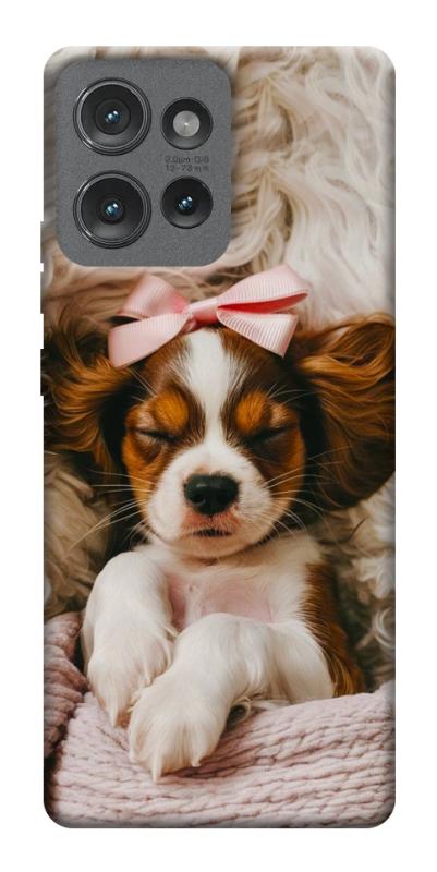 Чехол itsPrint Sleepy spaniel для Motorola Edge 50, песики, купить оптом с доставкой