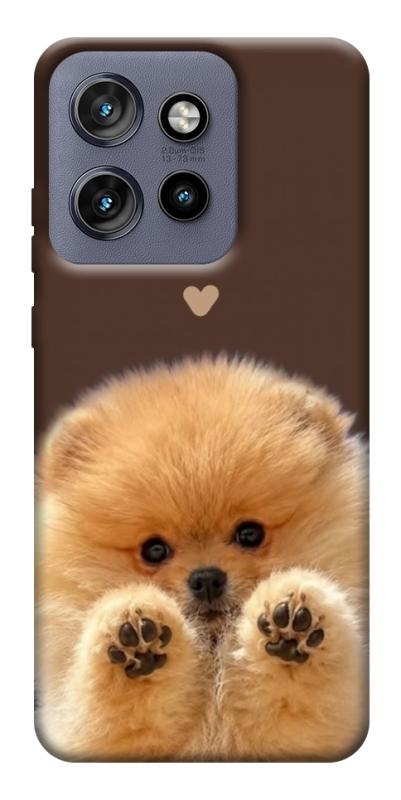 Чехол itsPrint Spitz on the screen для Motorola Edge 50 Neo, песики, купить оптом с доставкой