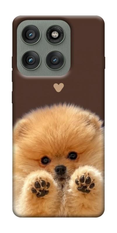Чехол itsPrint Spitz on the screen для Motorola Edge 60 Pro, песики, купить оптом с доставкой