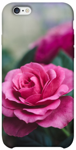 Чохол itsPrint Троянда у саду для Apple iPhone 6/6s (4.7")